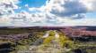 The North York Moors, one of the largest unbroken expanses of upland heather moorland in the world, covering around a third of the National Park. 44,000 hectares is designated a Site of Special Scientific Interest (SSSI).