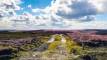 The North York Moors, one of the largest unbroken expanses of upland heather moorland in the world, covering around a third of the National Park. 44,000 hectares is designated a Site of Special Scientific Interest (SSSI).