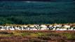 A flock of Swaledale ewes caught up in the middle of a grouse drive on the North York Moors.