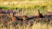 Red grouse on Glen Quaich above Kenmore in Perthshire.